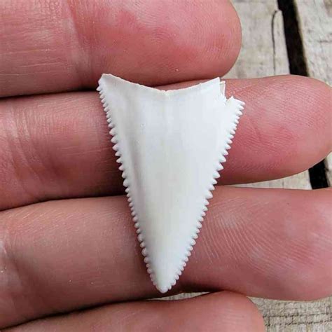 modern great white shark tooth.